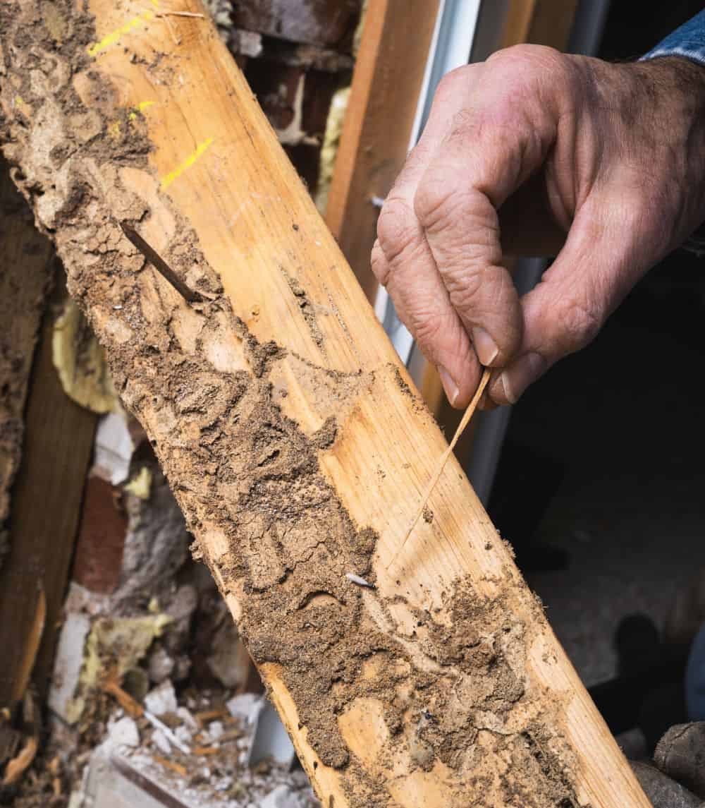termite damage in wood